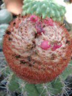 HNIWDNQCTFGBDEAWBVI - cactusi