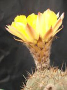 HPWITVQJECREUNAGCCP - cactusi