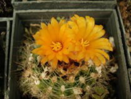 HSNLDHESQLGPUVIFIFD - cactusi