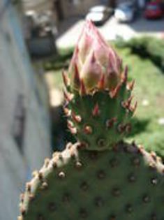 JXGJORLVCJIRPICNJUF - cactusi