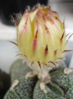 NZPJXTMJLIALWBQYXGV - cactusi