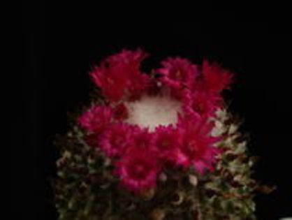 QRRWGIHWKXRUHYIQEFQ - cactusi