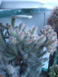 USLACRRRFKBKUTTNUGW - cactusi