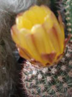 YZFINOHVCOBETZNEVHQ - cactusi