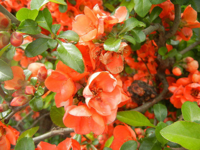 Chaenomeles japonica (2014, April 13) - Chaenomeles japonica