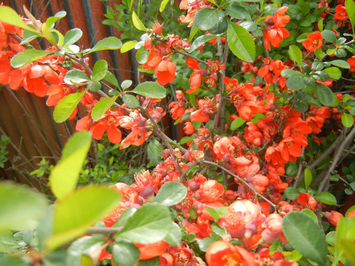 Chaenomeles japonica (2014, April 13) - Chaenomeles japonica