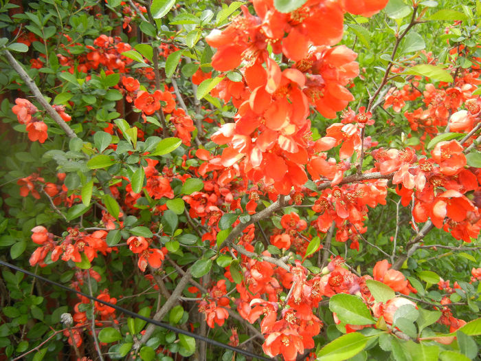 Chaenomeles japonica (2014, April 13) - Chaenomeles japonica