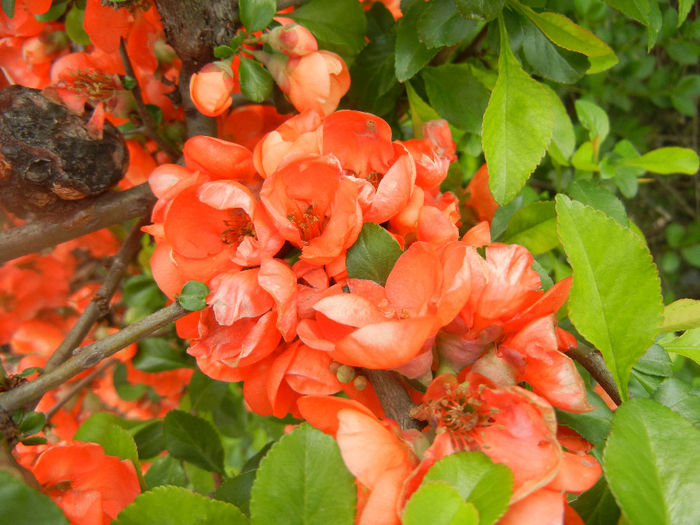 Chaenomeles japonica (2014, April 13) - Chaenomeles japonica