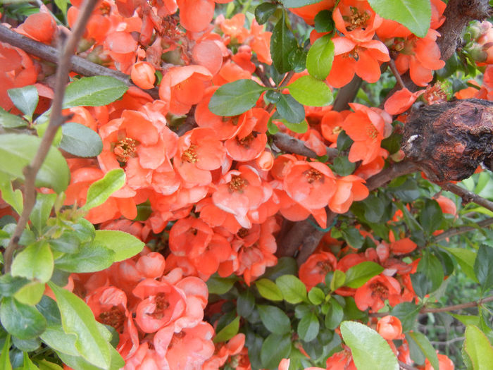 Chaenomeles japonica (2014, April 13) - Chaenomeles japonica