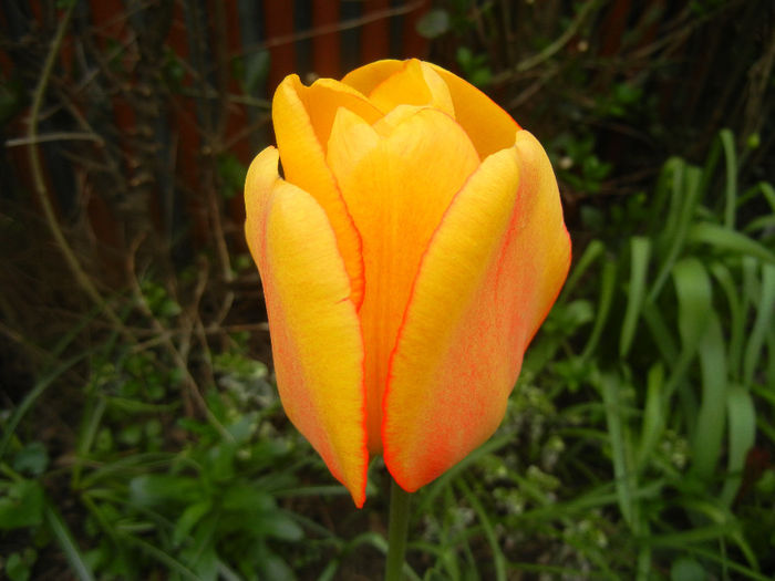 Tulipa Blushing Apeldoorn (2014, Apr.13)