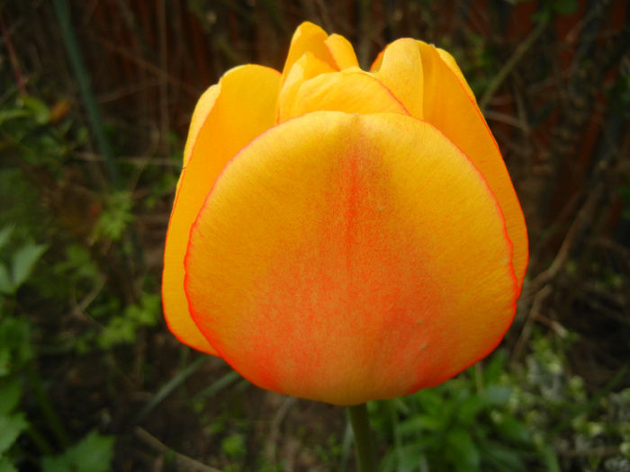 Tulipa Blushing Apeldoorn (2014, Apr.13)