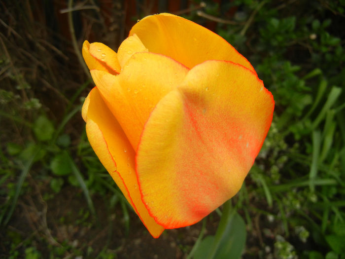 Tulipa Blushing Apeldoorn (2014, Apr.15)