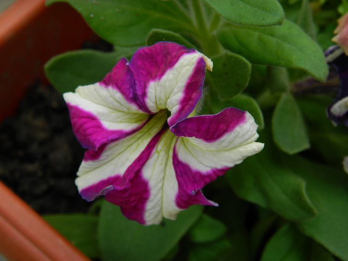 DSCN6531 petunia