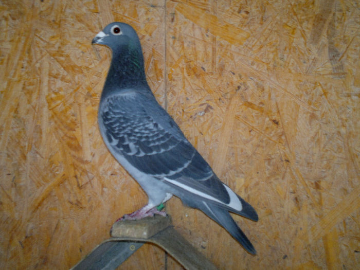 intors dupa 3 ani,pierdut ca pui la Fond-Olanesti