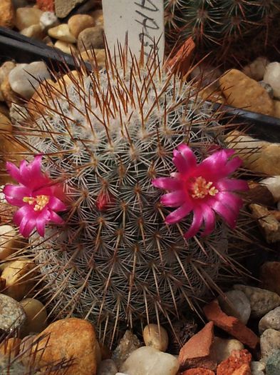 Mammillaria haageana