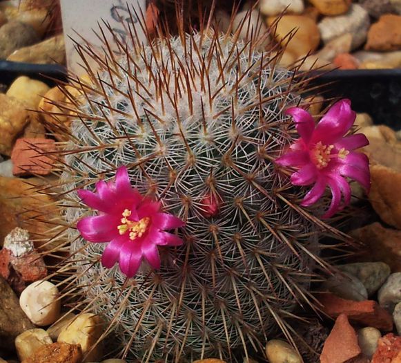 Mammillaria haageana - Mammillaria haageana