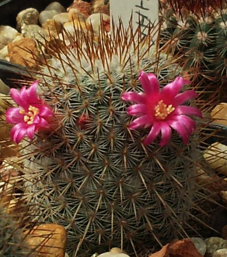 Mammillaria haageana - Mammillaria haageana