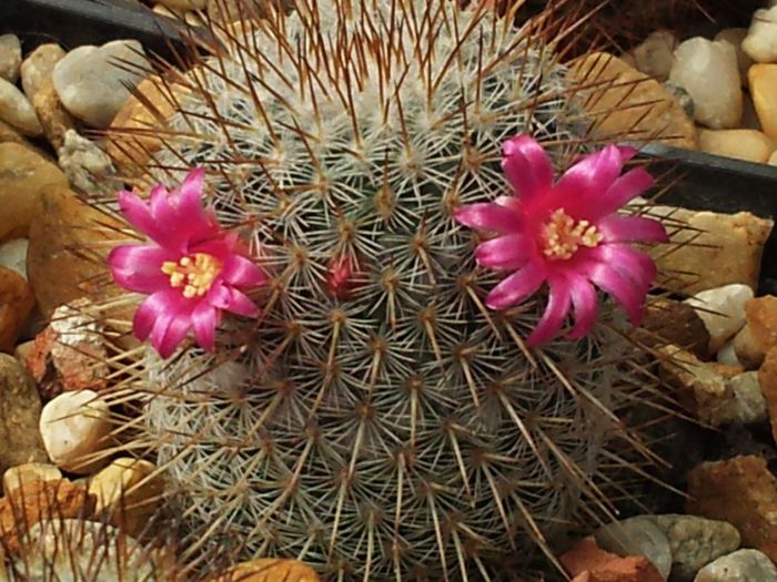 Mammillaria haageana