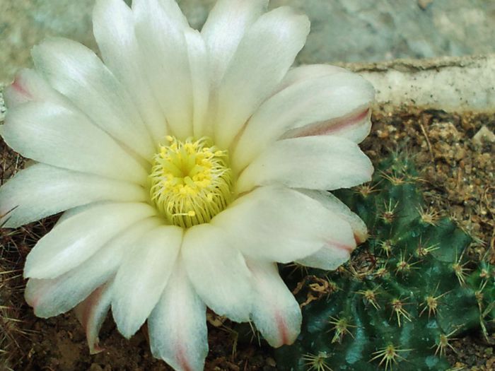 Echinocereus pulchellus ssp. sharpii