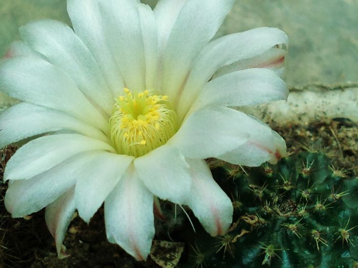 Echinocereus pulchellus ssp. sharpii