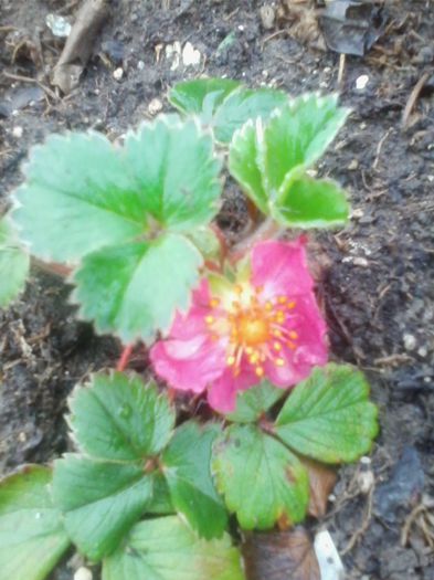 capsuna cu flore roza multumesc d-na Nicoleta - flori de gradina 2014