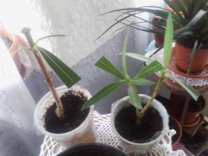 leandri primiti de la d-na Nicoleta