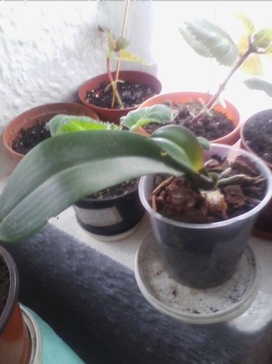 orchidee multumesc Roxanaradu