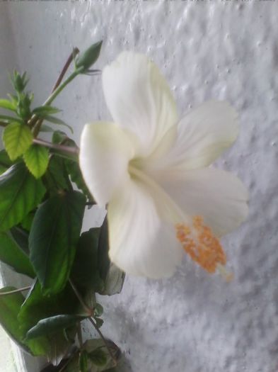 fiji primit de la Mery multumesc - diverse flori 2014