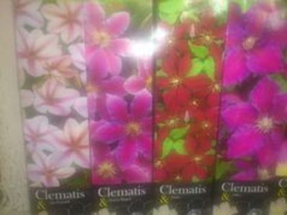 clematite primite de la Olguta si Simona multumesc - diverse flori 2014