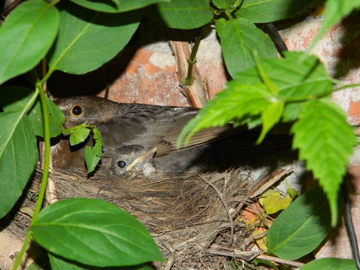 DSCN6610 aprilie 16 mamica grijulie