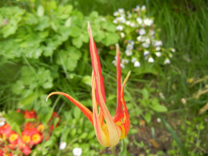 Tulipa Acuminata (2014, April 15)