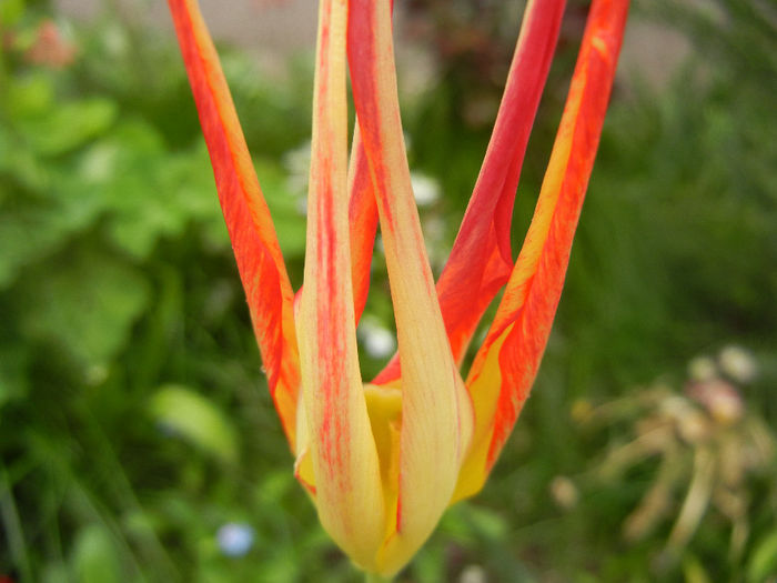 Tulipa Acuminata (2014, April 15) - Tulipa Acuminata