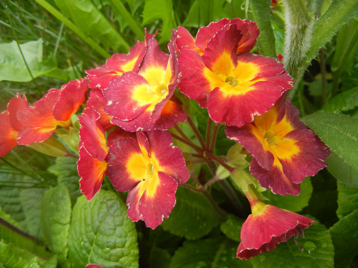 Primula polyanthus Red (2014, April 13) Primula polyanthus Red (2014, April 13)