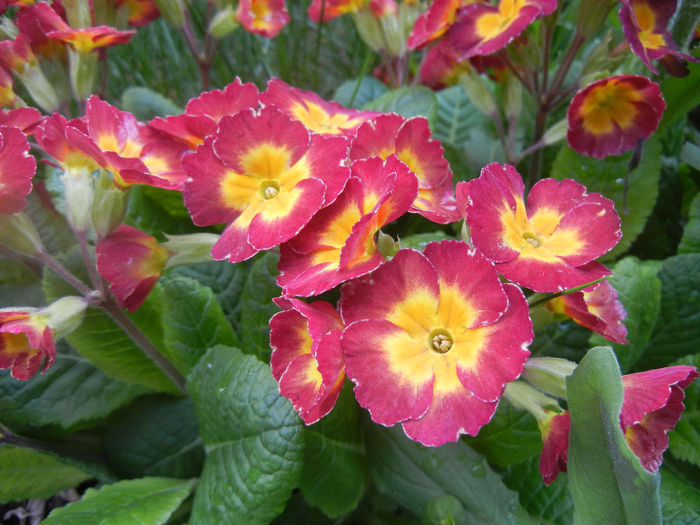 Primula x polyantha Red (2014, April 13) Primula x polyantha Red (2014, April 13)