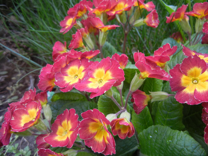 Primula x polyantha Red (2014, April 13) Primula x polyantha Red (2014, April 13)