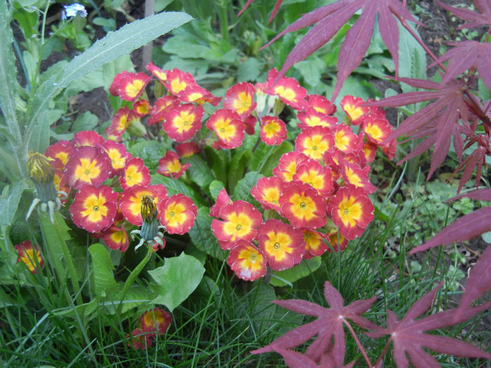 Primula x polyantha Red (2014, April 13) Primula x polyantha Red (2014, April 13)