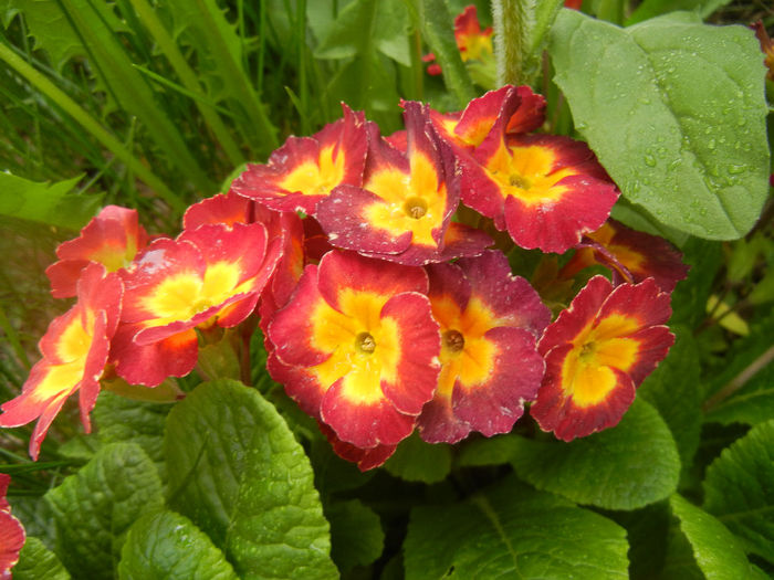 Primula polyanthus Red (2014, April 15) Primula polyanthus Red (2014, April 15)