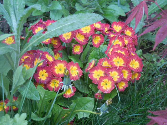 Primula polyanthus Red (2014, April 15) Primula polyanthus Red (2014, April 15)