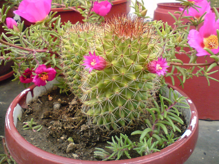 10 Mammillaria backebergiana - Cactusi - 2014