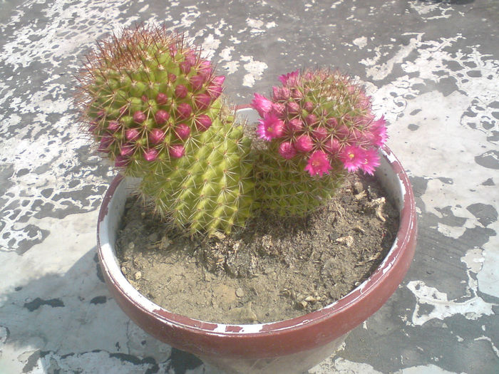 12 - Cactusi - 2014
