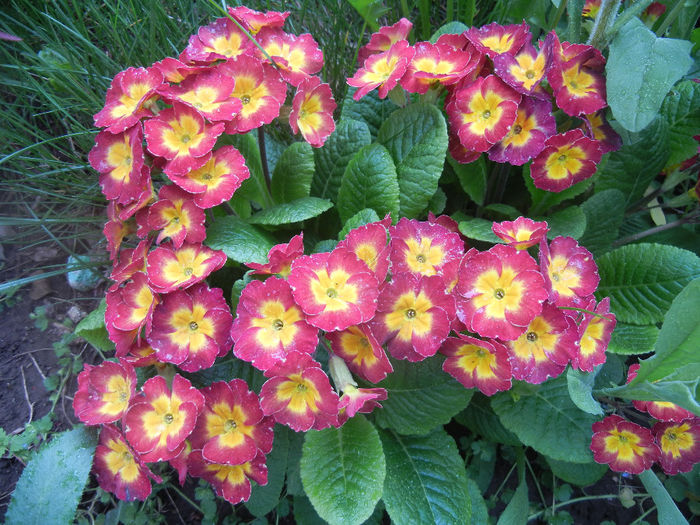 Primula polyanthus Red (2014, April 15) Primula polyanthus Red (2014, April 15)