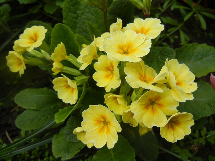 Primula polyanthus Yellow (2014, Apr.13) - Primula polyanthus Yellow