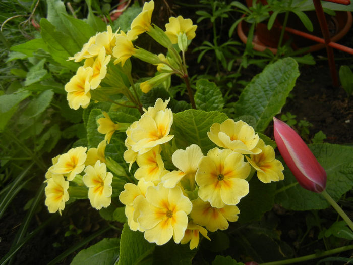 Primula polyanthus Yellow (2014, Apr.15) - Primula polyanthus Yellow