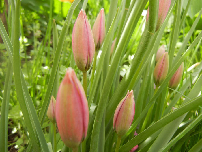 Tulipa Little Beauty (2014, April 13)