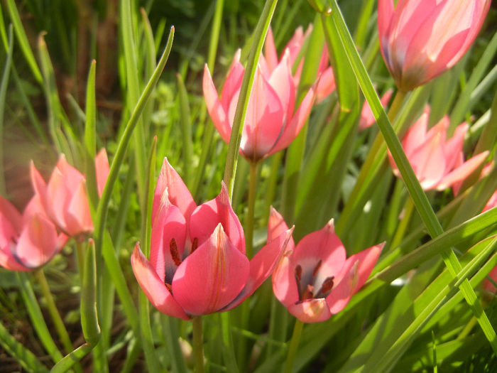 Tulipa Little Beauty (2014, April 14)