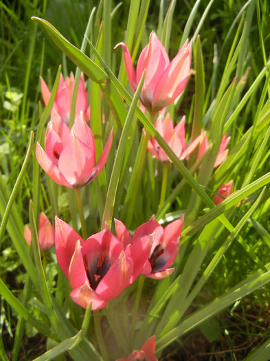 Tulipa Little Beauty (2014, April 14)