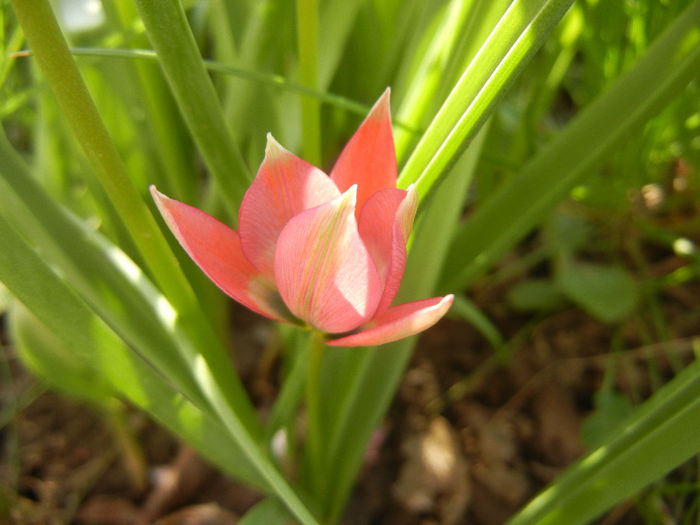 Tulipa Little Beauty (2014, April 14)