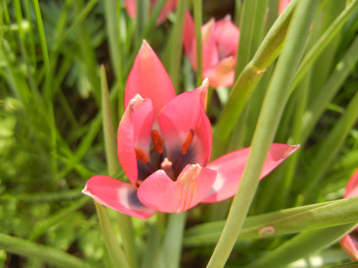 Tulipa Little Beauty (2014, April 14)
