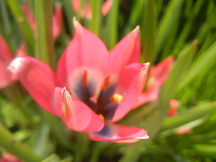 Tulipa Little Beauty (2014, April 14)