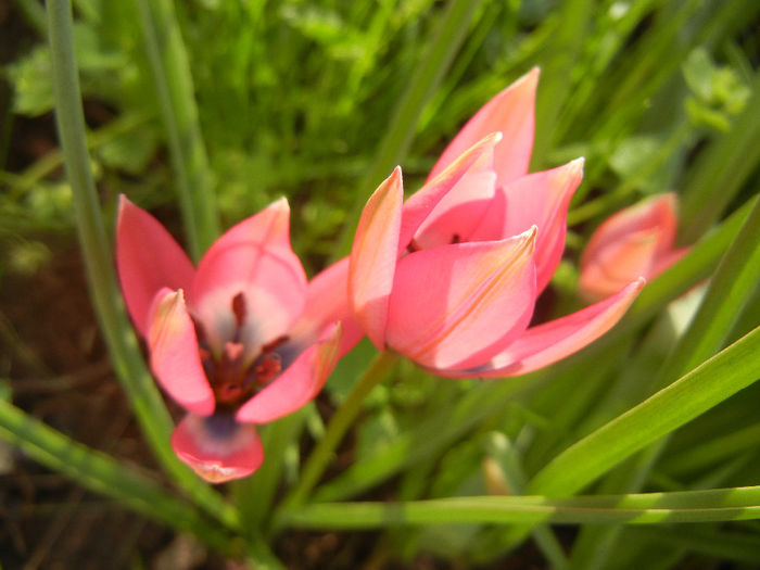 Tulipa Little Beauty (2014, April 14)